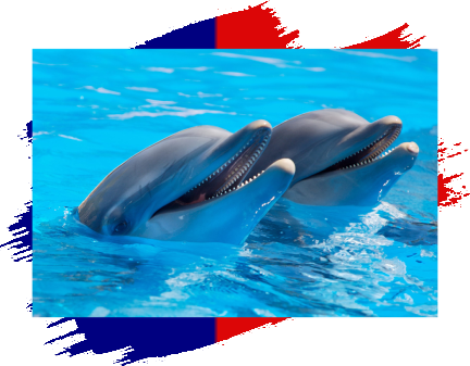 Two dolphins are swimming in the water.
